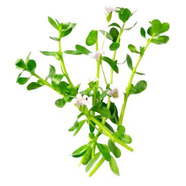 Bacopa & Beet Root