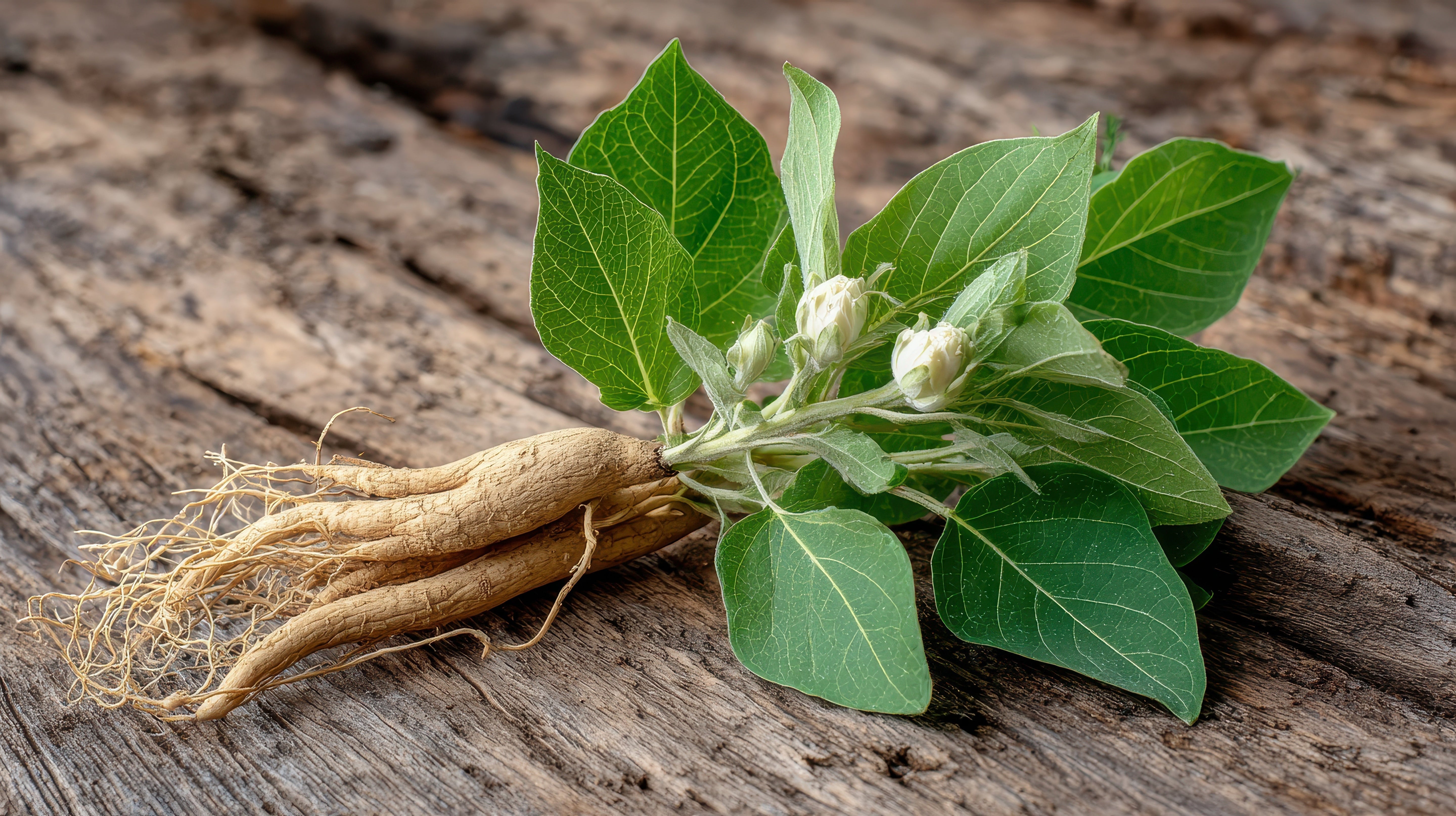 Nature’s Stress Relievers: The Ingredients Behind Calm