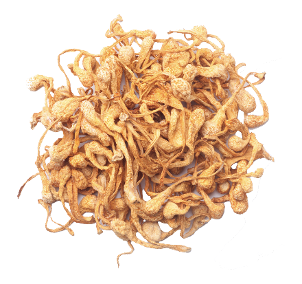 Cordyceps Mushrooms